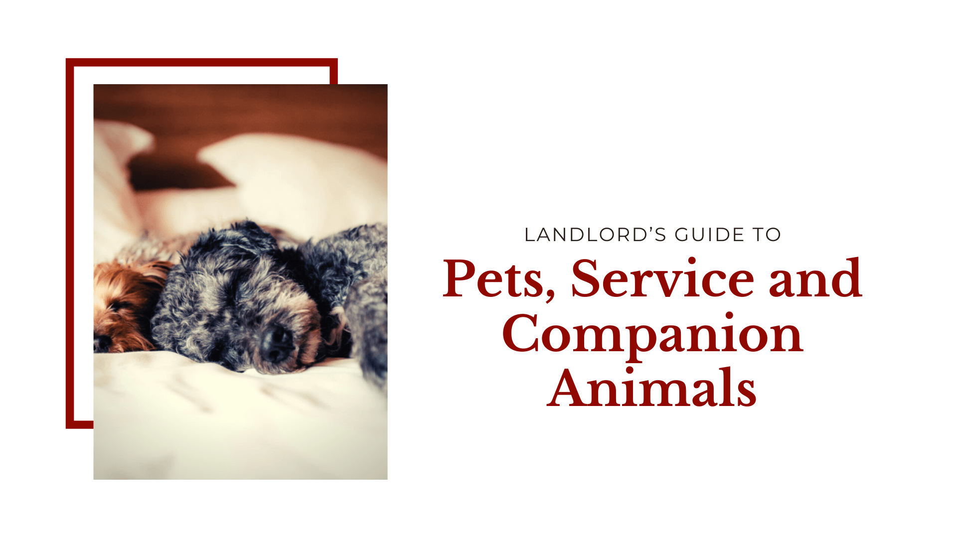 Landlord’s Guide to Pets, Service and Companion Animals | Indianapolis Property Management